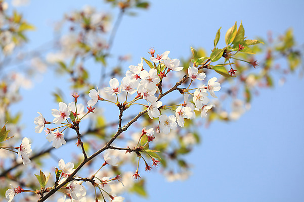 포토 JPG 주간 나무 식물 계절 꽃 여러송이 다수 백그라운드 봄꽃 자연 하늘 꽃나무 풍경 사람없음 야외 아웃포커스 봄풍경 봄 벚꽃 나뭇가지 개화 벚나무 국내포토 자연요소 촬영기법 생태계 파일형식