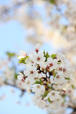 포토 JPG 주간 나무 식물 계절 꽃 여러송이 다수 백그라운드 봄꽃 자연 꽃나무 풍경 사람없음 야외 아웃포커스 봄풍경 봄 벚꽃 나뭇가지 개화 벚나무 국내포토 자연요소 촬영기법 생태계 파일형식