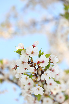 포토 JPG 주간 나무 식물 계절 꽃 여러송이 다수 백그라운드 봄꽃 자연 꽃나무 풍경 사람없음 야외 아웃포커스 봄풍경 봄 벚꽃 나뭇가지 개화 벚나무 국내포토 자연요소 촬영기법 생태계 파일형식
