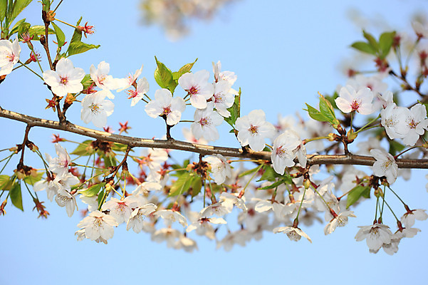 포토 JPG 주간 나무 식물 계절 꽃 여러송이 다수 백그라운드 봄꽃 자연 하늘 꽃나무 풍경 사람없음 야외 아웃포커스 봄풍경 봄 벚꽃 나뭇가지 개화 벚나무 국내포토 자연요소 촬영기법 생태계 파일형식
