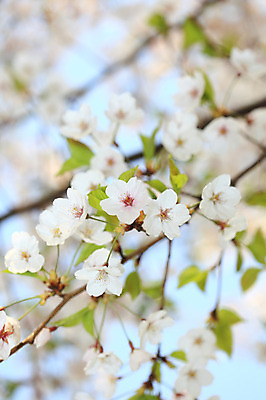 포토 JPG 주간 나무 식물 계절 꽃 여러송이 다수 백그라운드 봄꽃 자연 꽃나무 풍경 사람없음 야외 아웃포커스 봄풍경 봄 벚꽃 나뭇가지 개화 벚나무 국내포토 자연요소 촬영기법 생태계 파일형식