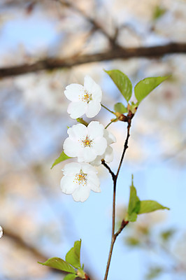포토 JPG 주간 나무 식물 계절 꽃 여러송이 다수 백그라운드 봄꽃 자연 꽃나무 풍경 사람없음 야외 아웃포커스 봄풍경 봄 벚꽃 나뭇가지 개화 벚나무 국내포토 자연요소 촬영기법 생태계 파일형식