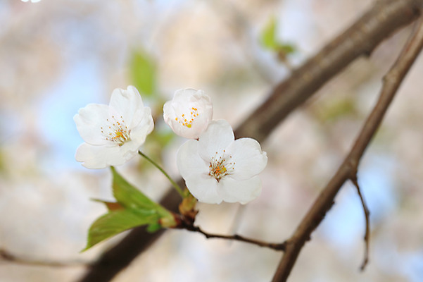 포토 JPG 주간 나무 식물 계절 꽃 여러송이 다수 백그라운드 봄꽃 자연 꽃나무 풍경 사람없음 야외 아웃포커스 봄풍경 봄 벚꽃 나뭇가지 개화 벚나무 국내포토 자연요소 촬영기법 생태계 파일형식