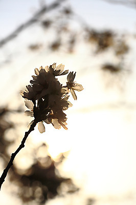 포토 JPG 주간 나무 식물 계절 꽃 여러송이 다수 백그라운드 봄꽃 자연 꽃나무 풍경 사람없음 야외 아웃포커스 봄풍경 봄 벚꽃 나뭇가지 개화 벚나무 국내포토 자연요소 촬영기법 생태계 파일형식