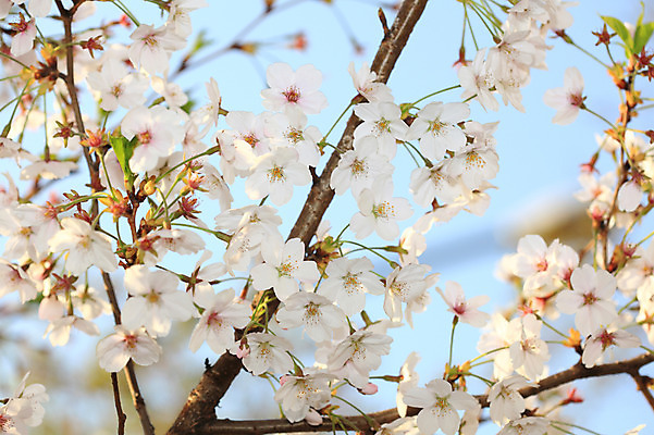 포토 JPG 주간 나무 식물 계절 꽃 여러송이 다수 백그라운드 봄꽃 자연 꽃나무 풍경 사람없음 야외 아웃포커스 봄풍경 봄 벚꽃 나뭇가지 개화 벚나무 국내포토 자연요소 촬영기법 생태계 파일형식