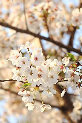 포토 JPG 주간 나무 식물 계절 꽃 여러송이 다수 백그라운드 봄꽃 자연 꽃나무 풍경 사람없음 야외 아웃포커스 봄풍경 봄 벚꽃 나뭇가지 개화 벚나무 국내포토 자연요소 촬영기법 생태계 파일형식