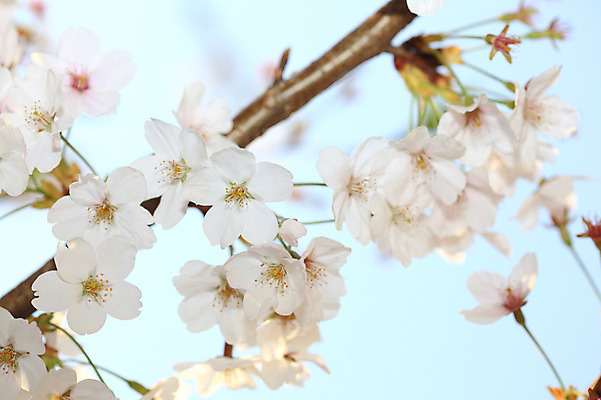 포토 JPG 주간 나무 식물 계절 꽃 여러송이 다수 백그라운드 봄꽃 자연 꽃나무 풍경 사람없음 야외 아웃포커스 봄풍경 봄 벚꽃 나뭇가지 개화 벚나무 국내포토 자연요소 촬영기법 생태계 파일형식