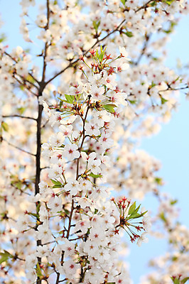 포토 JPG 주간 나무 식물 계절 꽃 여러송이 다수 백그라운드 봄꽃 자연 꽃나무 풍경 사람없음 야외 아웃포커스 봄풍경 봄 벚꽃 나뭇가지 개화 벚나무 국내포토 자연요소 촬영기법 생태계 파일형식