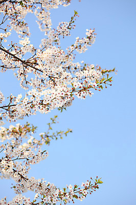 포토 JPG 주간 나무 식물 계절 꽃 여러송이 다수 백그라운드 봄꽃 자연 하늘 꽃나무 풍경 사람없음 야외 아웃포커스 봄풍경 봄 벚꽃 나뭇가지 개화 벚나무 국내포토 자연요소 촬영기법 생태계 파일형식