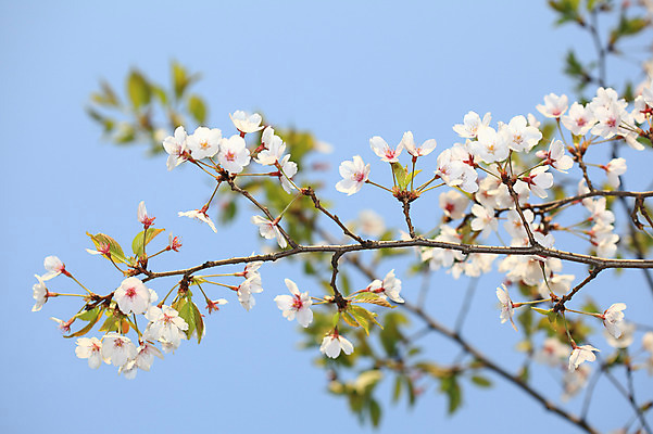 포토 JPG 주간 나무 식물 계절 꽃 여러송이 다수 백그라운드 봄꽃 자연 하늘 꽃나무 풍경 사람없음 야외 아웃포커스 봄풍경 봄 벚꽃 나뭇가지 개화 벚나무 국내포토 자연요소 촬영기법 생태계 파일형식