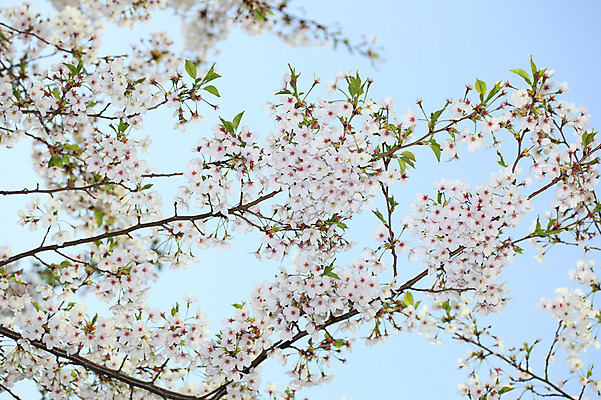 포토 JPG 주간 나무 식물 계절 꽃 여러송이 다수 백그라운드 봄꽃 자연 하늘 꽃나무 풍경 사람없음 야외 아웃포커스 봄풍경 봄 벚꽃 나뭇가지 개화 벚나무 국내포토 자연요소 촬영기법 생태계 파일형식