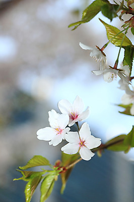 포토 JPG 주간 나무 식물 계절 꽃 여러송이 다수 백그라운드 봄꽃 자연 꽃나무 풍경 근접촬영 사람없음 야외 아웃포커스 봄풍경 봄 벚꽃 나뭇가지 개화 벚나무 국내포토 자연요소 뷰포인트 촬영기법 생태계 파일형식