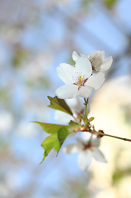 포토 JPG 주간 나무 식물 계절 꽃 여러송이 백그라운드 봄꽃 자연 꽃나무 풍경 근접촬영 사람없음 야외 아웃포커스 봄풍경 봄 벚꽃 나뭇가지 개화 벚나무 국내포토 자연요소 뷰포인트 다수 촬영기법 생태계 파일형식
