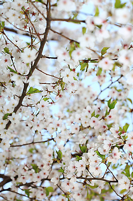 포토 JPG 주간 나무 식물 계절 꽃 여러송이 다수 백그라운드 봄꽃 자연 꽃나무 풍경 사람없음 야외 아웃포커스 봄풍경 봄 벚꽃 나뭇가지 개화 벚나무 국내포토 자연요소 촬영기법 생태계 파일형식