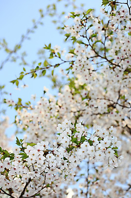 포토 JPG 주간 나무 식물 계절 꽃 여러송이 다수 백그라운드 봄꽃 자연 꽃나무 풍경 사람없음 야외 아웃포커스 봄풍경 봄 벚꽃 나뭇가지 개화 벚나무 국내포토 자연요소 촬영기법 생태계 파일형식