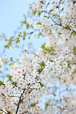 포토 JPG 주간 나무 식물 계절 꽃 여러송이 다수 백그라운드 봄꽃 자연 꽃나무 풍경 사람없음 야외 아웃포커스 봄풍경 봄 벚꽃 나뭇가지 개화 벚나무 국내포토 자연요소 촬영기법 생태계 파일형식