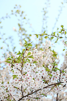 포토 JPG 주간 나무 식물 계절 꽃 여러송이 다수 백그라운드 봄꽃 자연 꽃나무 풍경 사람없음 야외 아웃포커스 봄풍경 봄 벚꽃 나뭇가지 개화 벚나무 국내포토 자연요소 촬영기법 생태계 파일형식