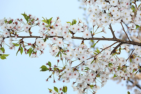 포토 JPG 주간 나무 식물 계절 꽃 여러송이 다수 백그라운드 봄꽃 자연 하늘 꽃나무 풍경 사람없음 야외 아웃포커스 봄풍경 봄 벚꽃 나뭇가지 개화 벚나무 국내포토 자연요소 촬영기법 생태계 파일형식