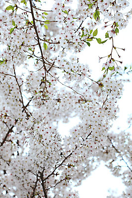 포토 JPG 주간 나무 식물 계절 꽃 여러송이 다수 백그라운드 봄꽃 자연 꽃나무 풍경 사람없음 야외 아웃포커스 봄풍경 봄 벚꽃 나뭇가지 개화 벚나무 국내포토 자연요소 촬영기법 생태계 파일형식