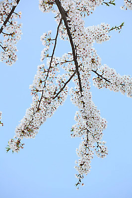 포토 JPG 주간 나무 식물 계절 꽃 여러송이 다수 백그라운드 봄꽃 자연 하늘 꽃나무 풍경 사람없음 야외 봄풍경 봄 벚꽃 나뭇가지 개화 벚나무 국내포토 자연요소 생태계 파일형식