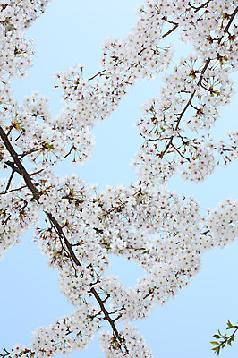 포토 JPG 주간 나무 식물 계절 꽃 여러송이 다수 백그라운드 봄꽃 자연 하늘 꽃나무 풍경 사람없음 야외 봄풍경 봄 벚꽃 나뭇가지 개화 벚나무 국내포토 자연요소 생태계 파일형식