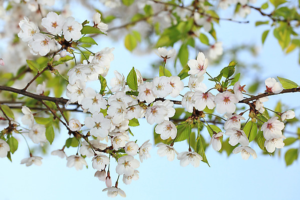 포토 JPG 주간 나무 식물 계절 꽃 여러송이 다수 백그라운드 봄꽃 자연 꽃나무 풍경 사람없음 야외 아웃포커스 봄풍경 봄 벚꽃 나뭇가지 개화 벚나무 국내포토 자연요소 촬영기법 생태계 파일형식