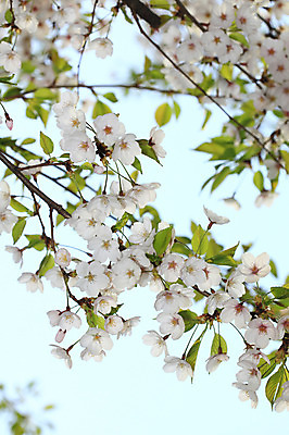 포토 JPG 주간 나무 식물 계절 꽃 여러송이 다수 백그라운드 봄꽃 자연 꽃나무 풍경 사람없음 야외 아웃포커스 봄풍경 봄 벚꽃 나뭇가지 개화 벚나무 국내포토 자연요소 촬영기법 생태계 파일형식