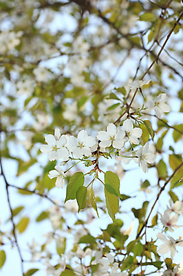 포토 JPG 주간 나무 식물 계절 꽃 여러송이 다수 백그라운드 봄꽃 자연 꽃나무 풍경 사람없음 야외 아웃포커스 봄풍경 봄 벚꽃 나뭇가지 개화 벚나무 국내포토 자연요소 촬영기법 생태계 파일형식