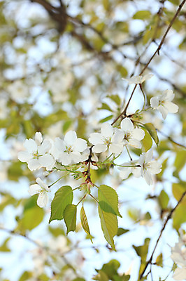 포토 JPG 주간 나무 식물 계절 꽃 여러송이 다수 백그라운드 봄꽃 자연 꽃나무 풍경 사람없음 야외 아웃포커스 봄풍경 봄 벚꽃 나뭇가지 개화 벚나무 국내포토 자연요소 촬영기법 생태계 파일형식