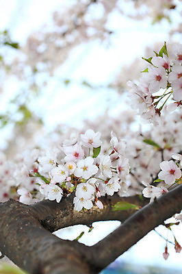포토 JPG 주간 나무 식물 계절 꽃 여러송이 다수 백그라운드 봄꽃 자연 꽃나무 풍경 사람없음 야외 아웃포커스 봄풍경 봄 벚꽃 나뭇가지 개화 벚나무 국내포토 자연요소 촬영기법 생태계 파일형식