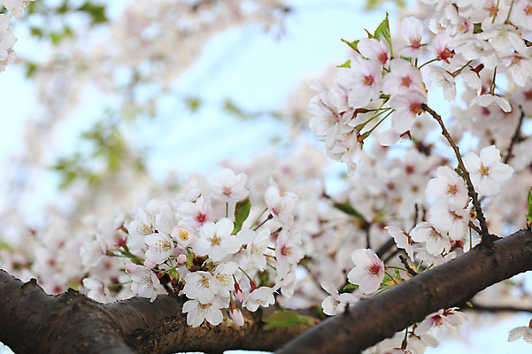 포토 JPG 주간 나무 식물 계절 꽃 여러송이 다수 백그라운드 봄꽃 자연 꽃나무 풍경 사람없음 야외 아웃포커스 봄풍경 봄 벚꽃 나뭇가지 개화 벚나무 국내포토 자연요소 촬영기법 생태계 파일형식