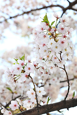 포토 JPG 주간 나무 식물 계절 꽃 여러송이 다수 백그라운드 봄꽃 자연 꽃나무 풍경 사람없음 야외 아웃포커스 봄풍경 봄 벚꽃 나뭇가지 개화 벚나무 국내포토 자연요소 촬영기법 생태계 파일형식