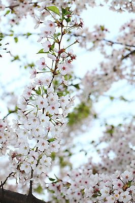 포토 JPG 주간 나무 식물 계절 꽃 여러송이 다수 백그라운드 봄꽃 자연 꽃나무 풍경 사람없음 야외 아웃포커스 봄풍경 봄 벚꽃 나뭇가지 개화 벚나무 국내포토 자연요소 촬영기법 생태계 파일형식