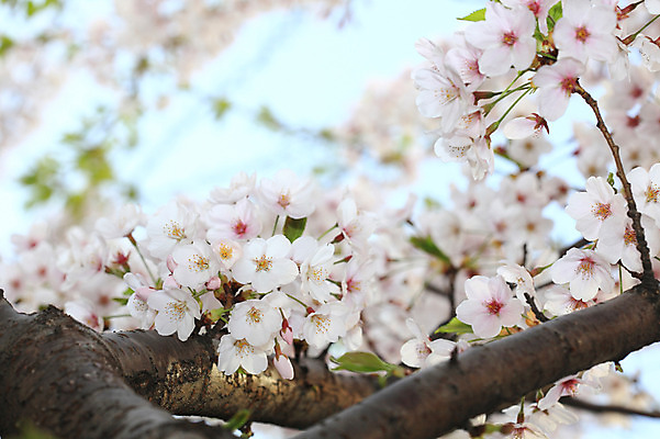 포토 JPG 주간 나무 식물 계절 꽃 여러송이 다수 백그라운드 봄꽃 자연 꽃나무 풍경 사람없음 야외 아웃포커스 봄풍경 봄 벚꽃 나뭇가지 개화 벚나무 국내포토 자연요소 촬영기법 생태계 파일형식