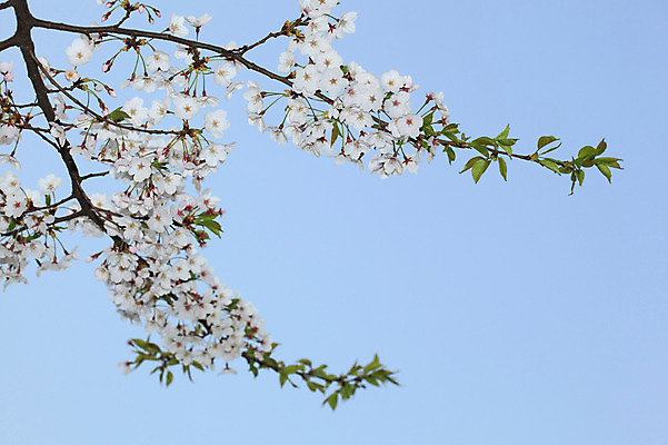 포토 JPG 주간 나무 식물 계절 꽃 여러송이 다수 백그라운드 봄꽃 자연 하늘 꽃나무 풍경 사람없음 야외 봄풍경 봄 벚꽃 나뭇가지 개화 벚나무 국내포토 자연요소 생태계 파일형식
