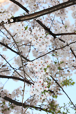 포토 JPG 주간 나무 식물 계절 꽃 여러송이 다수 백그라운드 봄꽃 자연 꽃나무 풍경 사람없음 야외 아웃포커스 봄풍경 봄 벚꽃 나뭇가지 개화 벚나무 국내포토 자연요소 촬영기법 생태계 파일형식