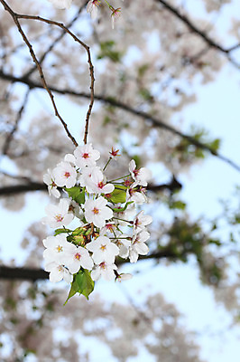 포토 JPG 주간 나무 식물 계절 꽃 여러송이 다수 백그라운드 봄꽃 자연 꽃나무 풍경 사람없음 야외 아웃포커스 봄풍경 봄 벚꽃 나뭇가지 개화 벚나무 국내포토 자연요소 촬영기법 생태계 파일형식