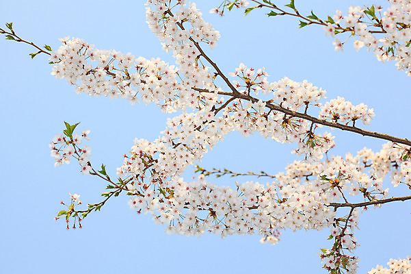 포토 JPG 주간 나무 식물 계절 꽃 여러송이 다수 백그라운드 봄꽃 자연 하늘 꽃나무 풍경 사람없음 야외 봄풍경 봄 벚꽃 나뭇가지 개화 벚나무 국내포토 자연요소 생태계 파일형식