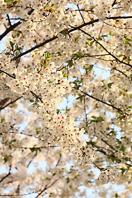 포토 JPG 주간 나무 식물 계절 꽃 여러송이 다수 백그라운드 봄꽃 자연 꽃나무 풍경 사람없음 야외 아웃포커스 봄풍경 봄 벚꽃 나뭇가지 개화 벚나무 국내포토 자연요소 촬영기법 생태계 파일형식