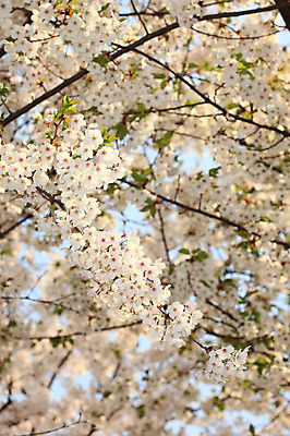 포토 JPG 주간 나무 식물 계절 꽃 여러송이 다수 백그라운드 봄꽃 자연 꽃나무 풍경 사람없음 야외 아웃포커스 봄풍경 봄 벚꽃 나뭇가지 개화 벚나무 국내포토 자연요소 촬영기법 생태계 파일형식