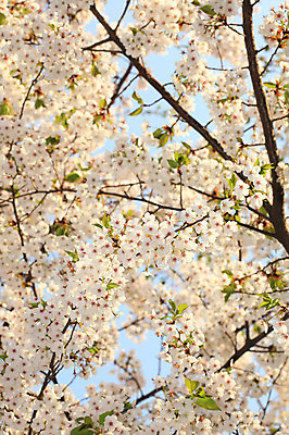 포토 JPG 주간 나무 식물 계절 꽃 여러송이 다수 백그라운드 봄꽃 자연 꽃나무 풍경 사람없음 야외 아웃포커스 봄풍경 봄 벚꽃 나뭇가지 개화 벚나무 국내포토 자연요소 촬영기법 생태계 파일형식