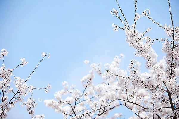 포토 JPG 주간 나무 식물 계절 꽃 여러송이 백그라운드 봄꽃 자연 하늘 꽃나무 풍경 사람없음 야외 맑음 봄풍경 봄 벚꽃 나뭇가지 개화 벚나무 안양천 국내포토 자연요소 다수 날씨 생태계 안양 파일형식