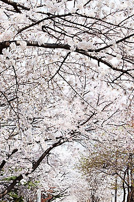 포토 JPG 주간 나무 식물 계절 꽃 여러송이 다수 백그라운드 봄꽃 자연 꽃나무 풍경 사람없음 야외 봄풍경 봄 벚꽃 나뭇가지 개화 벚나무 안양천 국내포토 자연요소 생태계 안양 파일형식