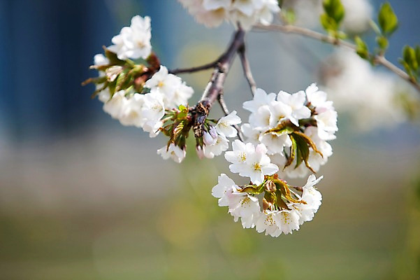 포토 JPG 주간 나무 식물 계절 꽃 백그라운드 봄꽃 자연 꽃나무 풍경 사람없음 야외 아웃포커스 봄풍경 봄 벚꽃 나뭇가지 개화 벚나무 창경궁 국내포토 자연요소 한국 촬영기법 궁전 생태계 파일형식