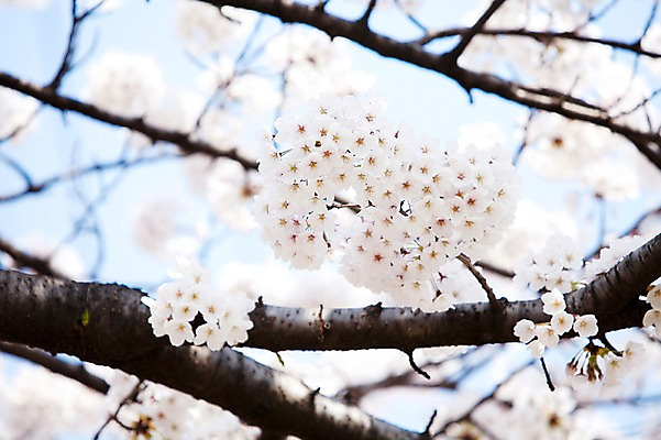 포토 JPG 주간 나무 식물 계절 꽃 여러송이 다수 백그라운드 봄꽃 자연 꽃나무 풍경 사람없음 야외 아웃포커스 봄풍경 봄 벚꽃 나뭇가지 개화 벚나무 안양천 국내포토 자연요소 촬영기법 생태계 안양 파일형식