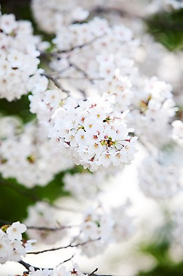 포토 JPG 주간 나무 식물 계절 꽃 여러송이 다수 백그라운드 봄꽃 자연 꽃나무 풍경 사람없음 야외 아웃포커스 봄풍경 봄 벚꽃 나뭇가지 개화 벚나무 안양천 국내포토 자연요소 촬영기법 생태계 안양 파일형식