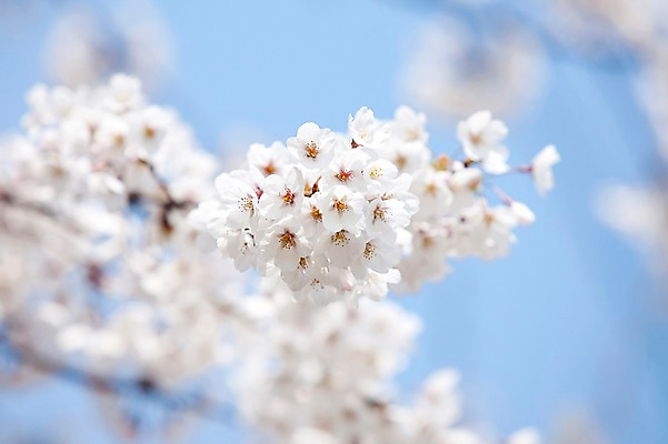 포토 JPG 주간 나무 식물 계절 꽃 여러송이 다수 백그라운드 봄꽃 자연 꽃나무 풍경 사람없음 야외 아웃포커스 봄풍경 봄 벚꽃 나뭇가지 개화 벚나무 안양천 국내포토 자연요소 촬영기법 생태계 안양 파일형식