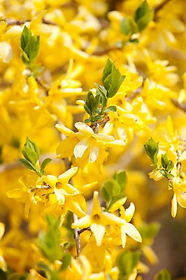 포토 JPG 주간 나무 식물 계절 꽃 컬러 여러송이 백그라운드 잎 봄꽃 자연 꽃나무 풍경 사람없음 야외 아웃포커스 노란색 새싹 봄풍경 봄 나뭇가지 개나리 안양천 국내포토 자연요소 다수 촬영기법 생태계 안양 파일형식