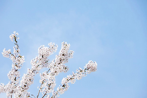 포토 JPG 주간 나무 식물 계절 꽃 여러송이 백그라운드 봄꽃 자연 하늘 꽃나무 풍경 사람없음 야외 맑음 봄풍경 봄 벚꽃 나뭇가지 개화 벚나무 안양천 국내포토 자연요소 다수 날씨 생태계 안양 파일형식