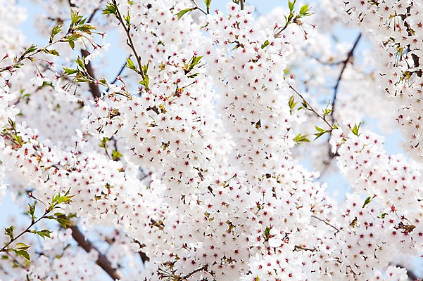 포토 JPG 주간 나무 식물 계절 꽃 여러송이 다수 백그라운드 봄꽃 자연 꽃나무 풍경 사람없음 야외 아웃포커스 봄풍경 봄 벚꽃 나뭇가지 개화 벚나무 안양천 국내포토 자연요소 촬영기법 생태계 안양 파일형식